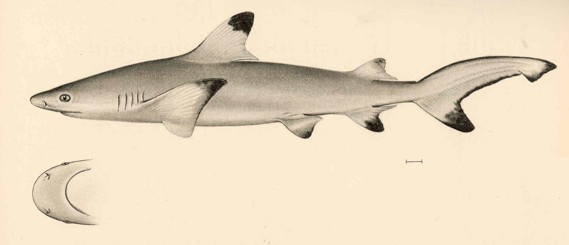 Рифовая серая акула рисунок